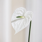 Kleine Anthurium Bloem - Wit