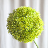 Allium Bolbloem Groen