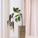 Amaranthus Bessentak - Bordeaux