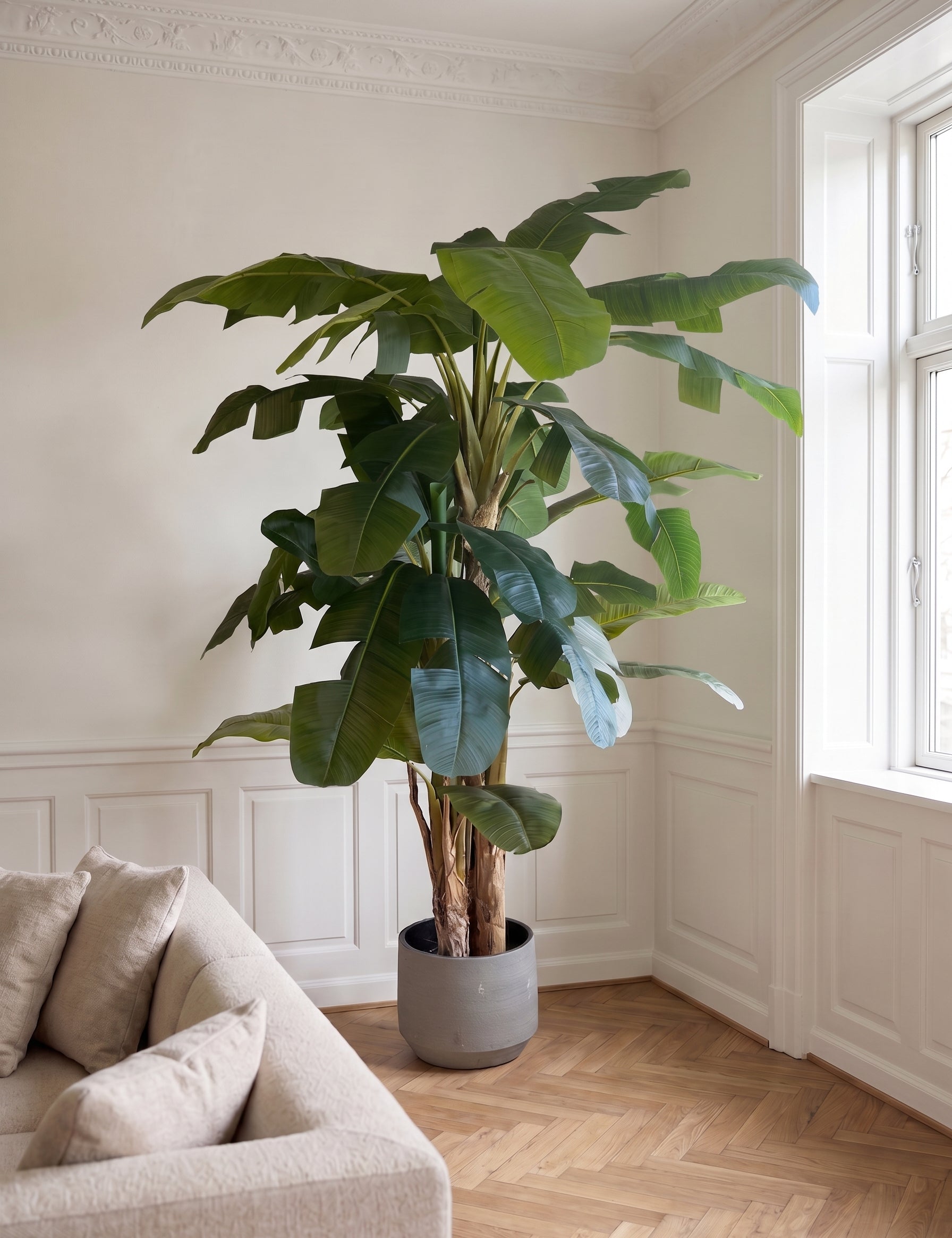Bananpalme i potte 112*102*240cm