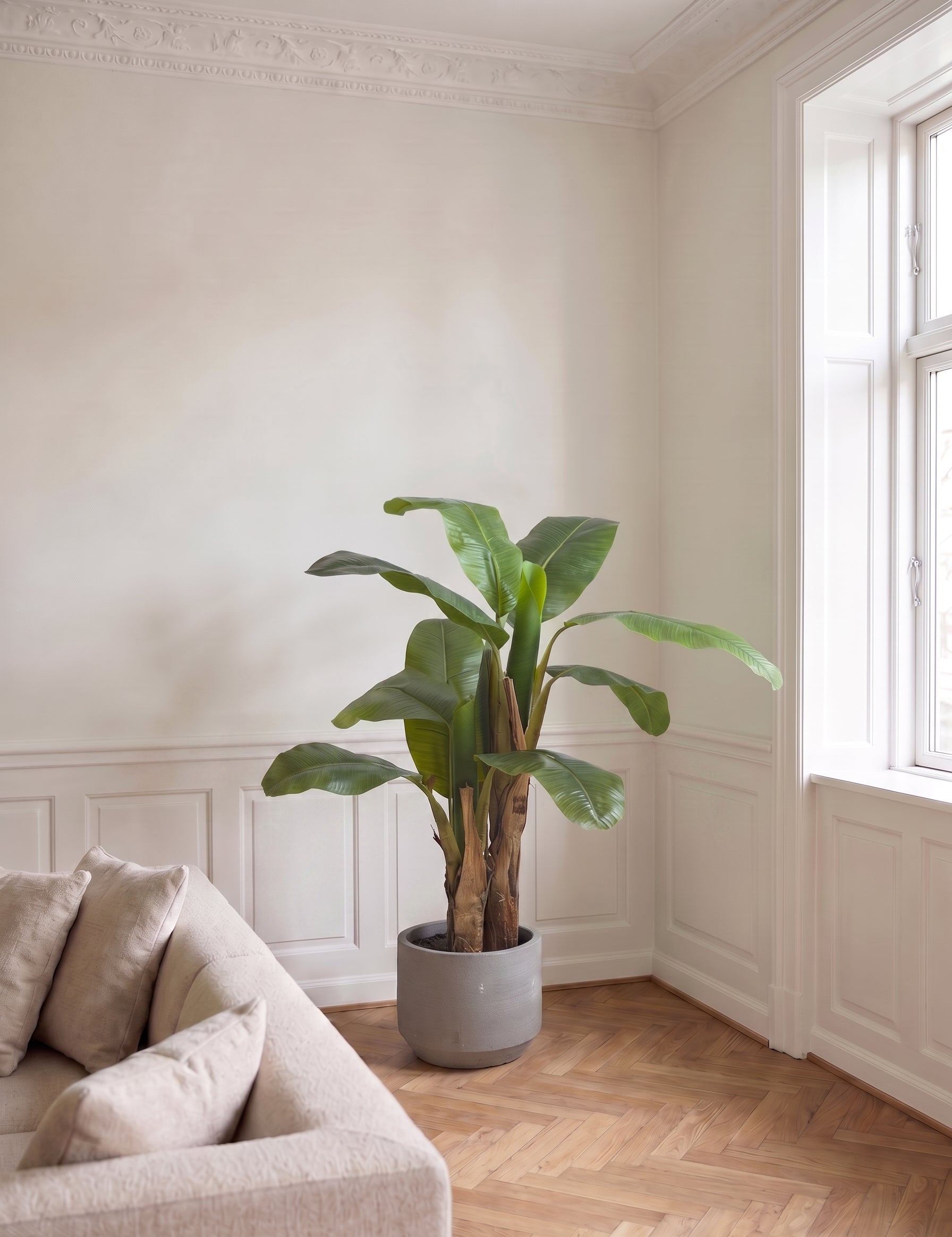 Bananpalme i potte 64*60*120cm