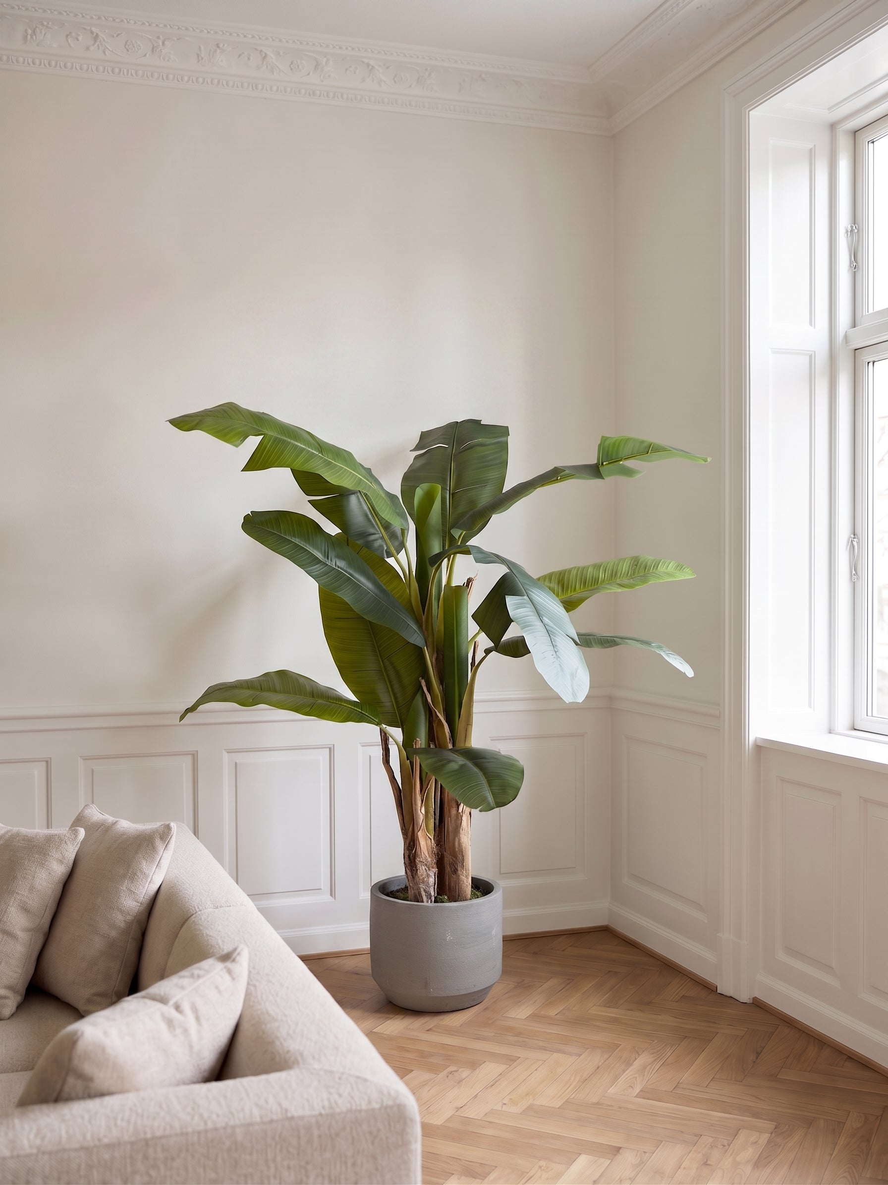 Bananpalme i potte 75*70*150cm