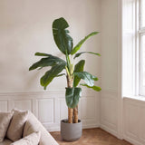 Bananenpalm in pot 80*75*180cm