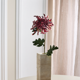Grote Chrysant - Bordeaux