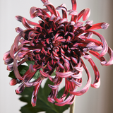 Grote Chrysant - Bordeaux
