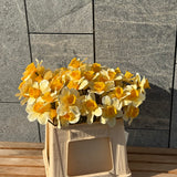 Narcis Bloem
