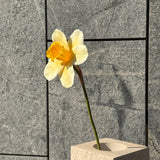 Narcis Bloem