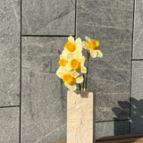 Grote Narcis Bundel