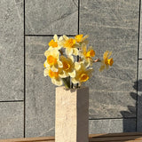 Grandioze Narcis Bundel