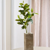 Groene "Tea Olive" Blaadjes
