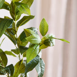 Groene "Tea Olive" Blaadjes