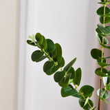Eucalyptus Leaves - Green