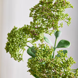 3 Takken Sedum Besbloemen, Groen