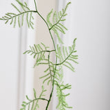 Asparagus Fern