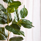 Hortensia Bladeren