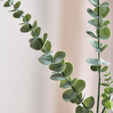 Eucalyptusblaadjes "Silver Dollar"