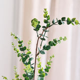 Eucalyptus "Money" Tak