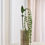 Amaranthus "Lover's Tear"