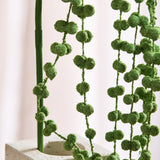 Amaranthus "Lover's Tear"