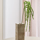 Amaranthus Flower