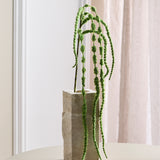 Amaranthus Bloem, 6-tak - Lichtgroen