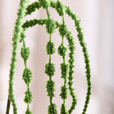 Amaranthus Bloem, 6-tak - Lichtgroen
