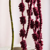 Amaranthus Bloem, 6-tak - Bordeaux