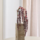 Amaranthus Succulent - Rood