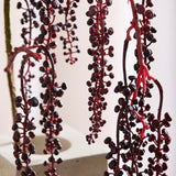 Amaranthus Succulent - Rood