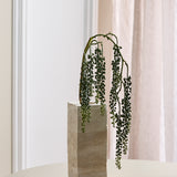 Amaranthus Succulent - Groen