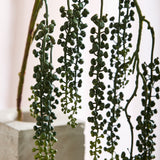 Amaranthus Succulent - Groen