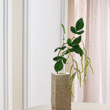 Amaranthus 2 Takken Blad - Wit
