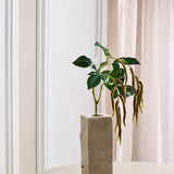 Amaranthus 2 Takken Blad - Koffie