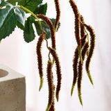 Amaranthus 2 Takken Groen - Bordeaux