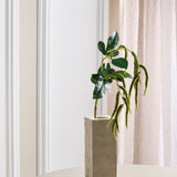 Amaranthus 2 Takken Blad - Groen
