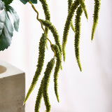 Amaranthus 2 Takken Blad - Groen