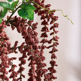 Amaranthus Caudatus Bloem - Bordeaux