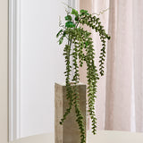 Amaranthus Caudatus - Groen