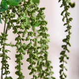Amaranthus Caudatus - Groen