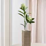 Skimmia Bessentak - Wit