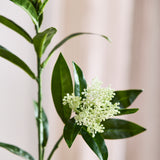 Skimmia Bessentak - Wit