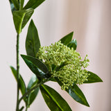 Skimmia Bessentak, Groen