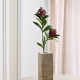 Skimmia Bessentak - Bordeaux