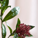 Skimmia Bessentak - Bordeaux