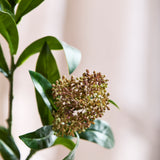 Skimmia Bessentak, Rood/Groen