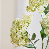 3 Takken Sedum Bessenbloemen, Wit
