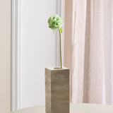 Scabiosa Bloem - Groen