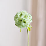 Scabiosa Bloem - Groen