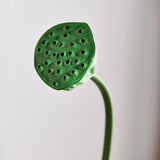 Lotus Zaaddoos Bloem