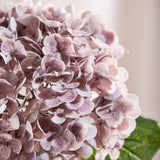 Hortensia - Paars